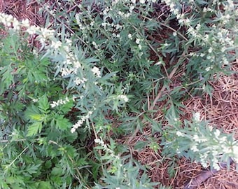 Mugwort Seed - Artemisia vulgaris - Herb - 50 Seeds