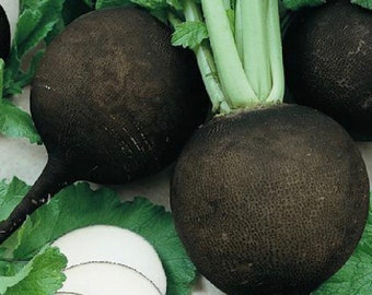 Spanish Black Radish - Raphanus sativus nigra