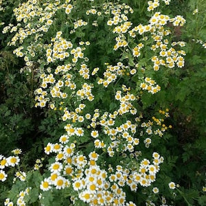 Feverfew Seeds - Tanacetum parthenium -- Medicinal Herb - SEEDS