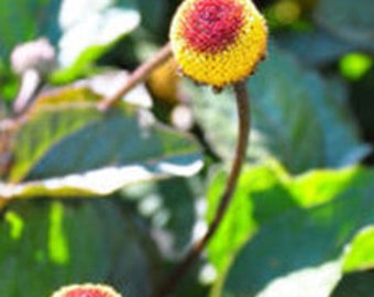 Toothache Plant -  Spilanthes oleracea - Seeds