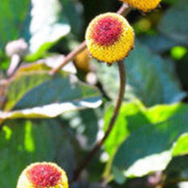 Toothache Plant -  Spilanthes oleracea - Seeds