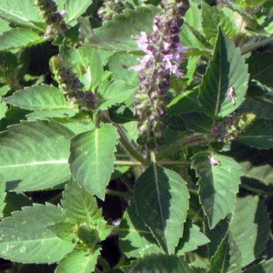 Graines Tulsi - Kapoor (camphre) - Ocimum americanum pilosum - Asiatique -- Plante médicinale - Graines