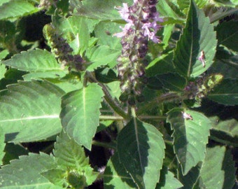 Tulsi Seeds - Kapoor (Camphor) - Ocimum americanum pilosum - Asian -- Medicinal Herb - Seeds