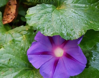 Morning Glory - "Grandpa Ott" - Ipomoea Purpurea - Seeds