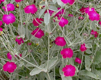 Rose Campion - Lychnis coronaria - SEEDS