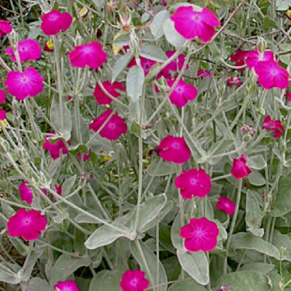 Rose Campion - Lychnis coronaria - SEEDS