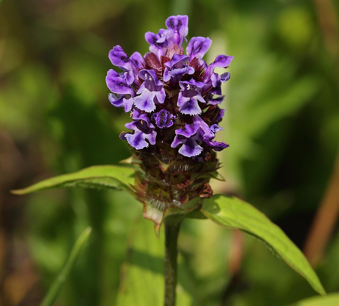 Prunella Vulgaris - Self Heal - 25 Seeds - Etsy