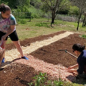 May include: Two people are working on a garden bed. One person is pouring wood chips from a bag onto the ground. The other person is using a rake to spread the wood chips. The garden bed is divided into sections with different types of mulch.