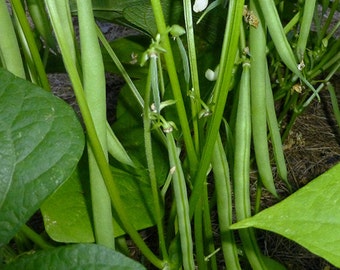 Bean - 'Nickel' French Filet  -  Bush Bean - Seeds