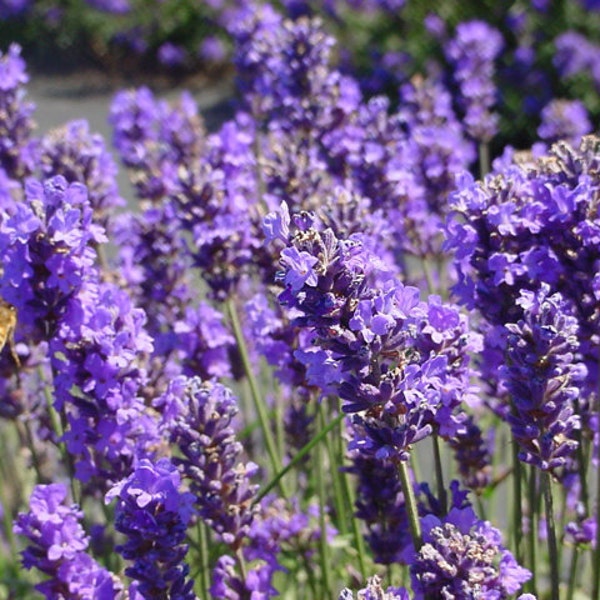 Lavender Seeds -  Lavandula agustifolia  - “Munstead” - medicinal herb - Seeds