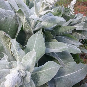 Mullein Seeds Verbascum bombyciferum Arctic Summer Medicinal Herb SEEDS image 1