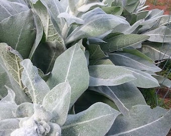 Image of Verbascum arctic summer in the rain