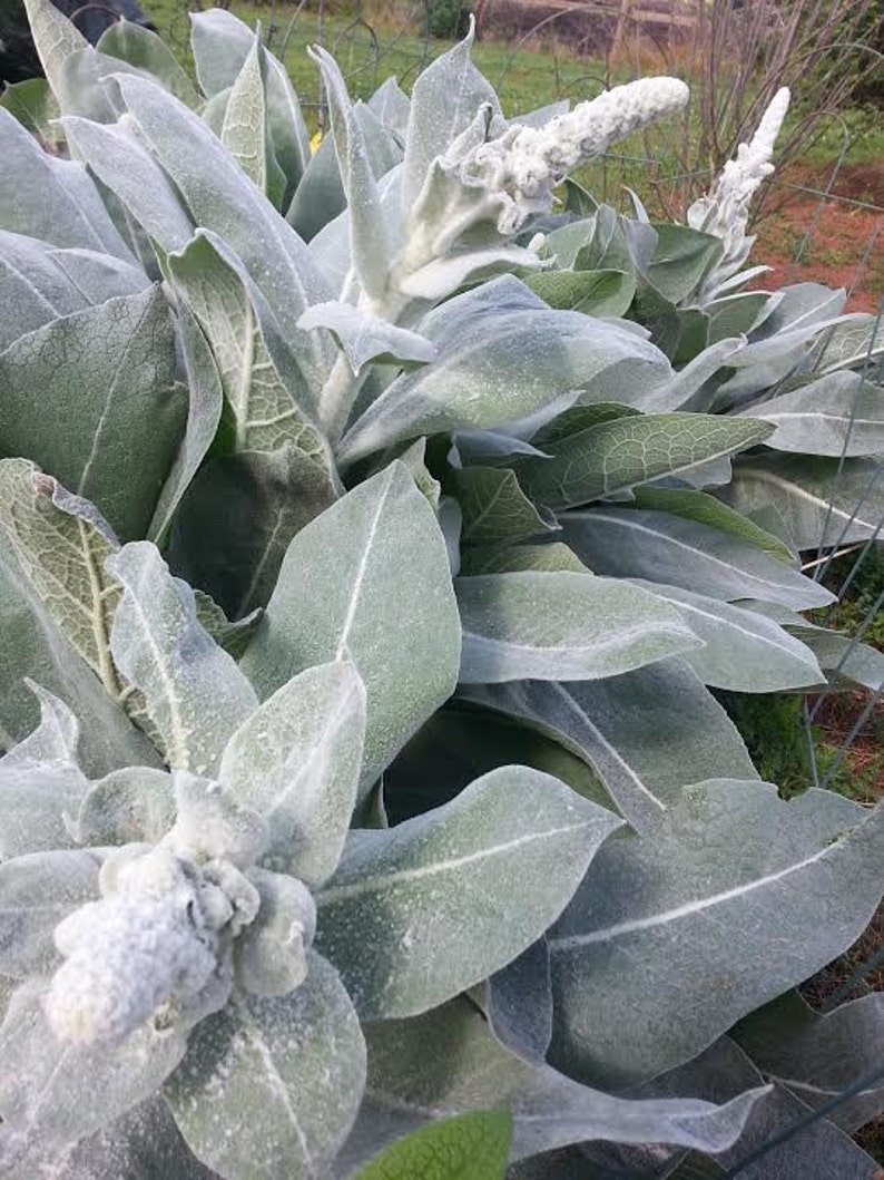 Mullein Seeds Verbascum bombyciferum Arctic Summer Medicinal Herb SEEDS zdjęcie 1