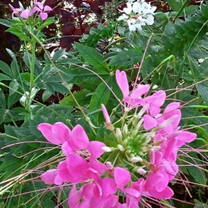 Rose Queen and White Cleome Mixed Cleome Hassleriana Seeds image 3