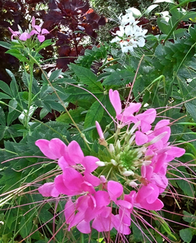 Rose Queen and White Cleome Mixed Cleome Hassleriana Seeds image 3