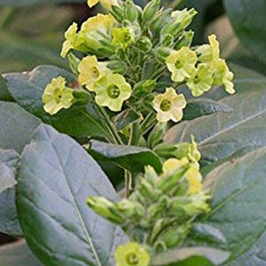 May include: A close-up of a tobacco plant with yellow flowers and green leaves. The plant is in bloom and has several buds.