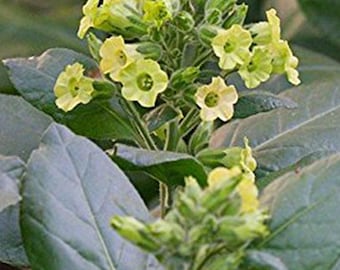 makhorka tobacco Mapacho - Aztec Ceremonial - Tobacco - Nicotiana Rustica - Makhorka - Seeds