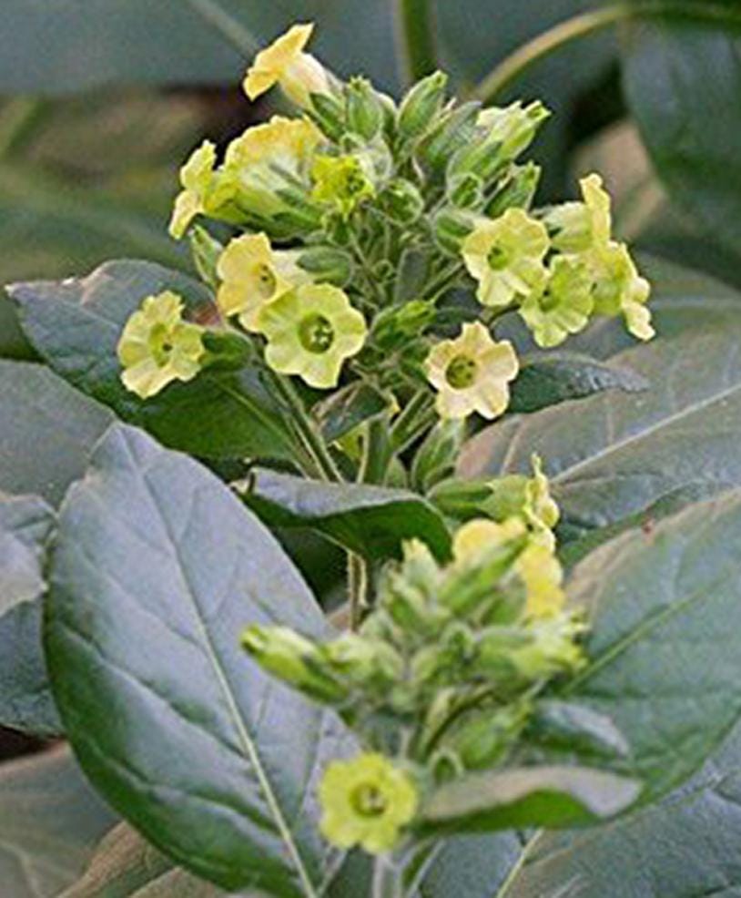 sacred tobacco plant Nicotiana Rustica - Midewiwan Sacred Tobacco - Seeds