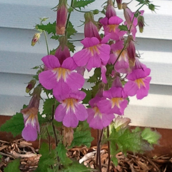 Chinese Foxglove Seeds - Rahmannia Angulata (Elata) -- Medicinal Herb