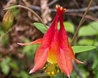 Aquilegia canadensis - Columbine  -  Seeds