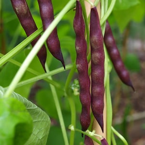 Pole Bean Seeds - Cherokee - Black Bean - &quot;Trail of Tears&quot; - seeds