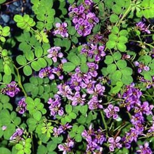 DYE  -  Indigo - Indigofera pseudotinctoria  -  Seeds