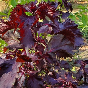 Shiso Seeds - Red - Perilla frutescens -- Medicinal Herb - Seeds