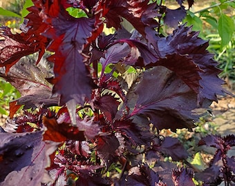 Shiso Seeds - Red - Perilla frutescens -- Medicinal Herb - Seeds