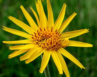 Mountain Tobacco Seeds - Arnica Montana - Seeds