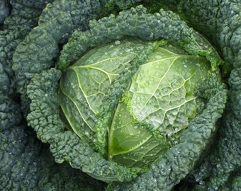 Alcosa Cabbage - Brassica oleraccea  - SEEDS