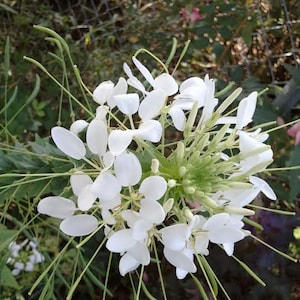Cleome Seeds - &quot;White Queen&quot;  -  (Cleome Hassleriana) -- Medicinal Herb - Seeds