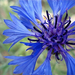 Bachelor Buttons Seeds - Cornflower, Centaurea cyanus -- Medicinal Herb