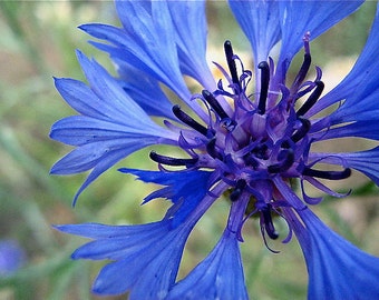 Bachelor Buttons Seeds - Cornflower, Centaurea cyanus -- Medicinal Herb