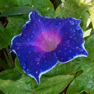 Morning Glory Seeds Ipomoea Nil Blue Picotee seeds image 1