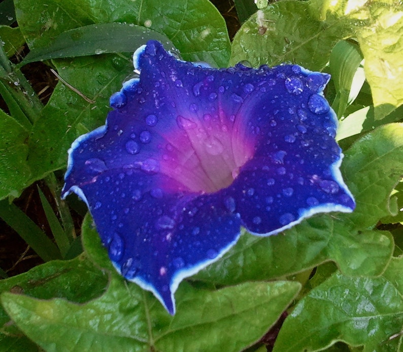 Morning Glory Seeds Ipomoea Nil Blue Picotee seeds image 1