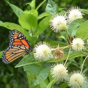 Buttonbush - Cephalanthus occidentalis  - Seeds - Butterfly and Bee Attractor