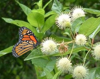 Buttonbush - Cephalanthus occidentalis  - Seeds - Butterfly and Bee Attractor