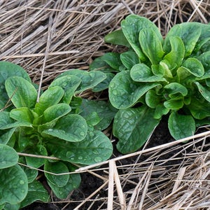 Corn Salad -  Valerianella locusta  -  Seeds