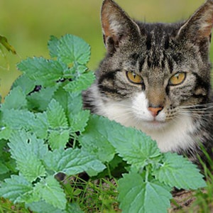 Catnip - Nepeta cataria - medicinal herb - Seeds