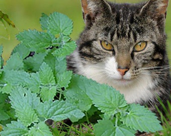 Hierba gatera - Nepeta cataria - Hierba medicinal - Semillas