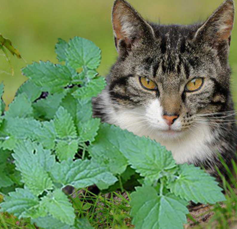 Catnip - Nepeta cataria - medicinal herb - Seeds