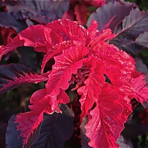 Amaranthus - Early Splendor - Seeds