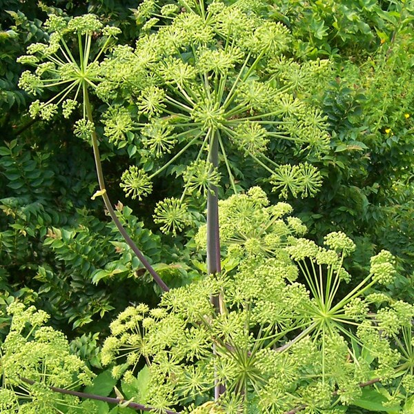 Angelica archangelica - Seeds