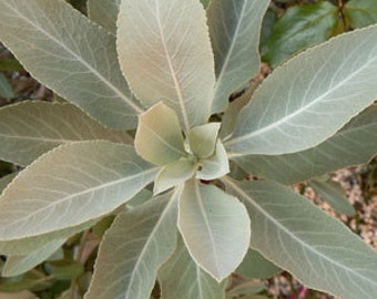 Smudging Sage - White Sage  -  Salvia apiana  -  SEEDS This is a hard seed to germinate and may take  five seeds to grow one plant.