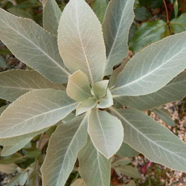 Smudging Sage - White Sage  -  Salvia apiana  -  SEEDS This is a hard seed to germinate and may take  five seeds to grow one plant.
