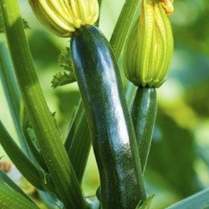Raven - Container Zucchini  Summer Squash SEEDS