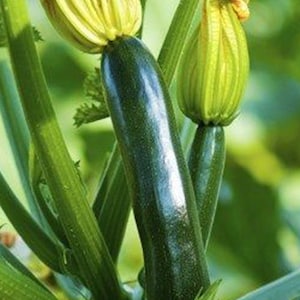 Raven - Container Zucchini  Summer Squash SEEDS