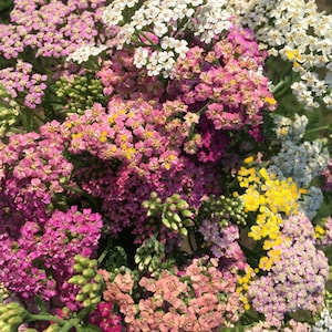 Yarrow Seeds - Achillea millefolium - Mixed Colors -  Medicinal Herb  SEEDS