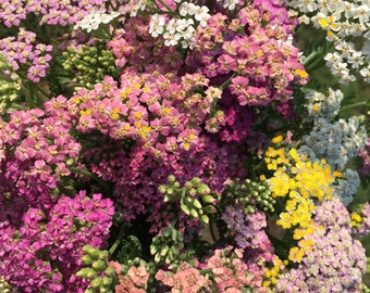 Yarrow Seeds - Achillea millefolium - Mixed Colors -  Medicinal Herb  SEEDS