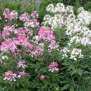 Rose Queen and White Cleome Mixed Cleome Hassleriana Seeds image 1